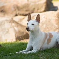 Maddie's Fund Staff Pets Session II