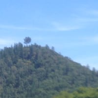 IMG_7137.JPG