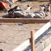 toughmudder-7258-2.jpg