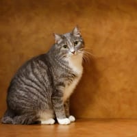 Maddie's Fund Cats I