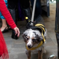wdhalloween-8223.jpg