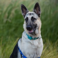 Maddie's Fund Staff Pets 2018